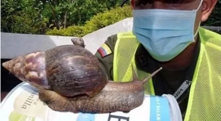 Autoridades incineraron 15,000 libras caracol africano desde aparición 2016