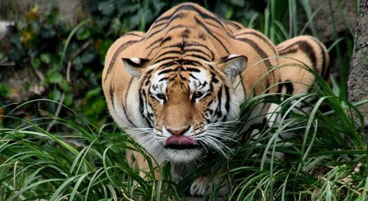 5 Hombres subidos desde hace 3 días en árbol para huir de tigres en Indonesia