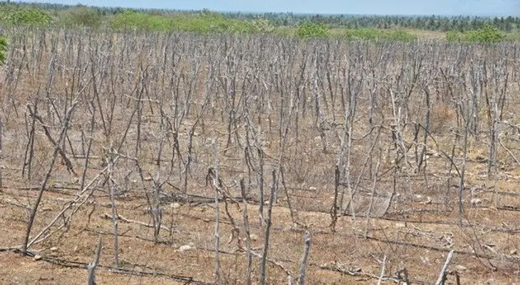 Cambio climático se la pone difícil a la agricultura