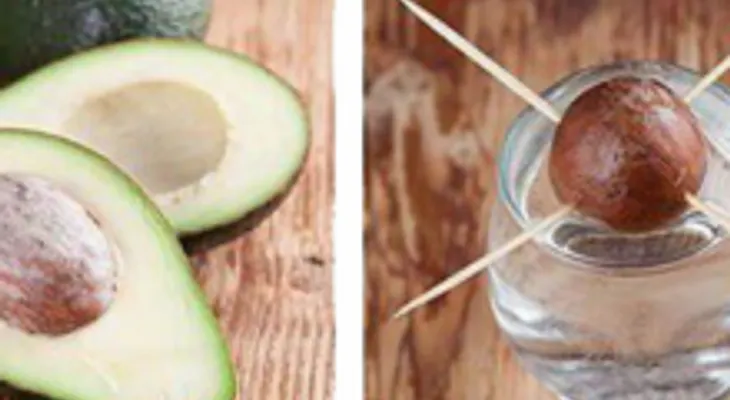 Esta mujer colocó 4 palillos en una semilla de aguacate, y la razón se está haciendo viral 