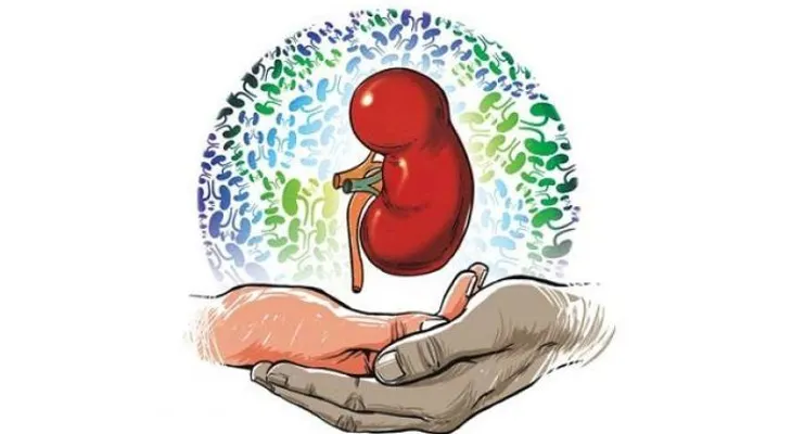 Qué órganos se pueden donar para ser trasplantados