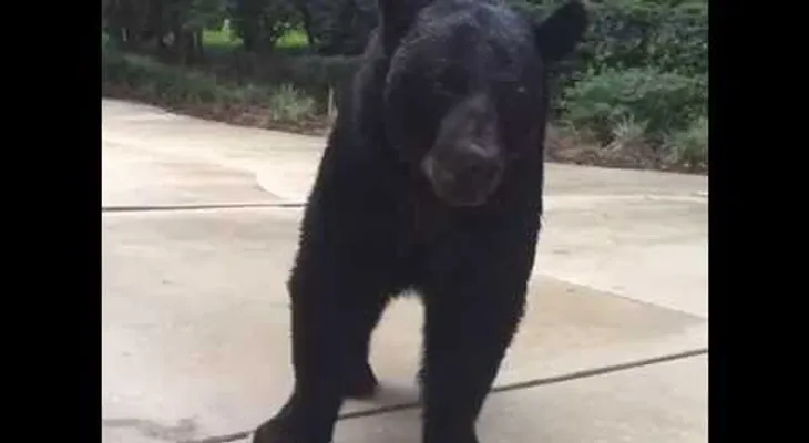 ¡Ni respires!: Una mujer se queda "congelada" al encontrarse cara a cara con un gran oso negro