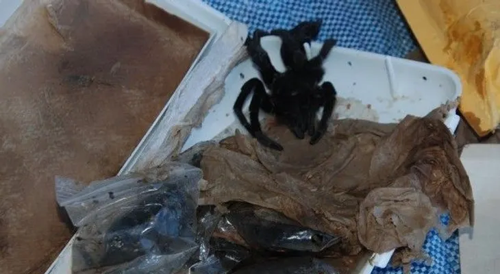 Inposdom descubre 80 tarántulas en envío venía de Uruguay