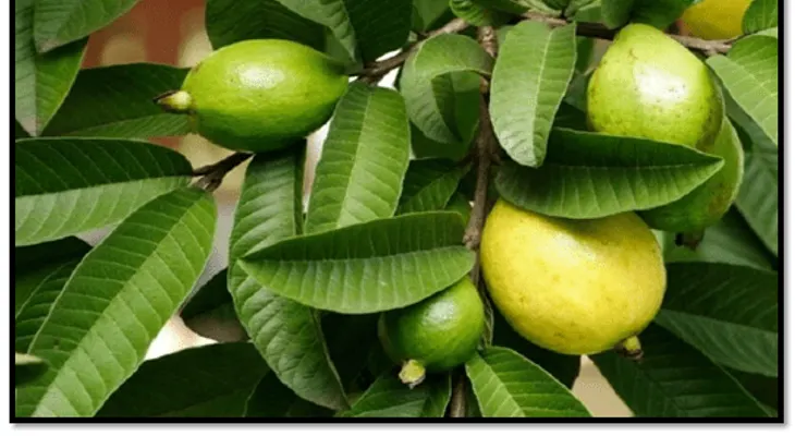 Para el cabello, piel y salud. 17  beneficios de la hoja de guayaba
