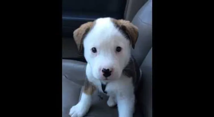 Video de un cachorro con hipo, bate records de visitas