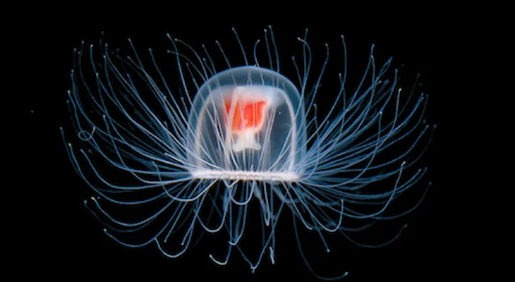 Los seres vivos más longevos del planeta: de la medusa inmortal a la almeja de 410 años