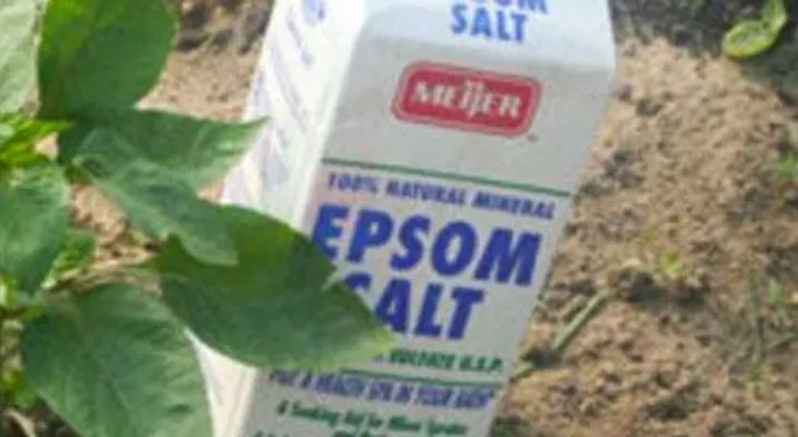 ESTA es la razón por la qué todo jardinero siempre debe tener Sal De Epsom a mano?