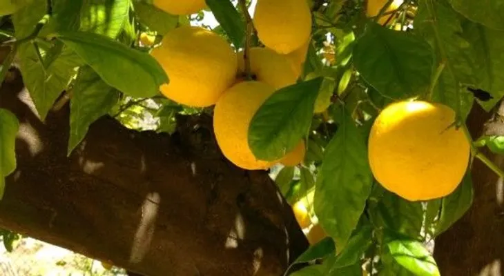Zumo de limón para eliminar el cansancio
