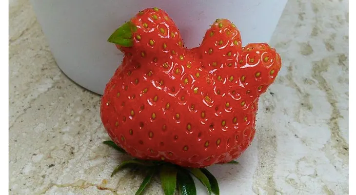 Granjeros cultivan una extraña fresa en forma de gallina
