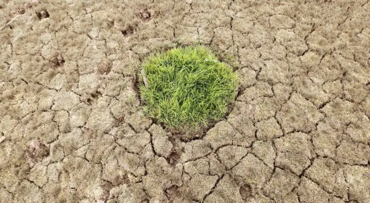 ¿Por qué Arabia Saudita compra tierras en EE.UU.?