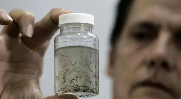  Estados Unidos confirma su primer caso del zika por transmisión sexual