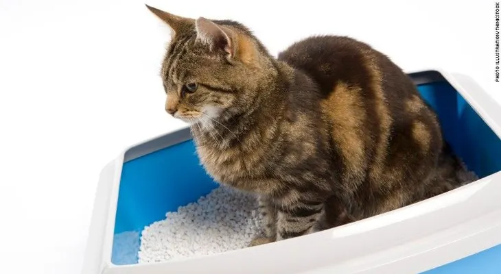Así es como un parásito de las heces de gato puede reducir tu miedo 