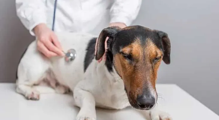  Estudios en perros ayuda a predecir reacción humana a cambio en dieta 