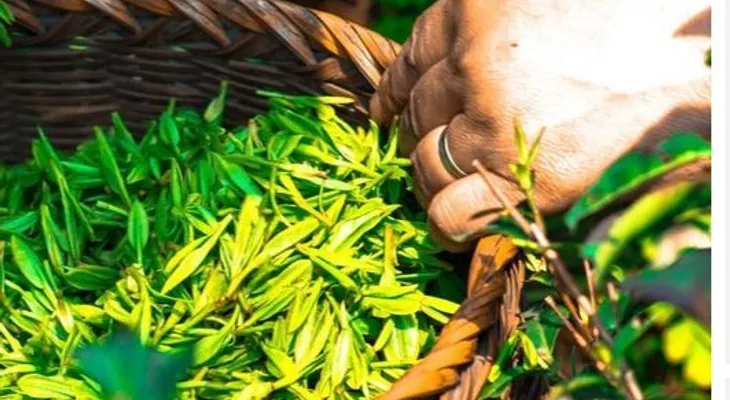 Descubren efectos curativos del té para acabar con el cáncer, más allá de la infusión