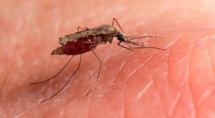 Un parasito mutante amenaza al mundo con la forma más peligrosa de malaria
