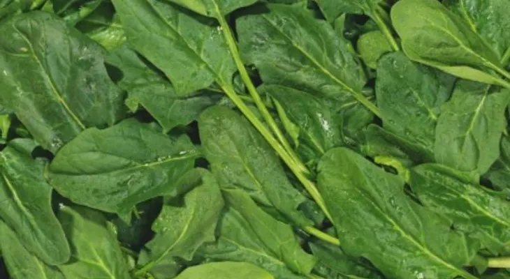 Las espinacas, ¿un súper alimento para bajar de peso?
