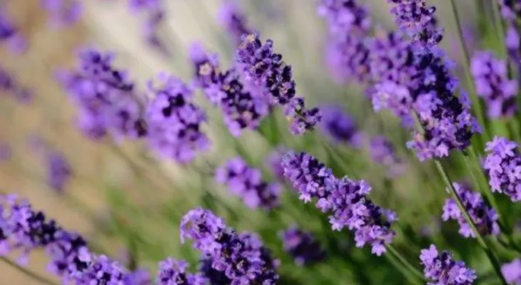Lavanda, alhucema o espliego, una planta popular en el MUNDO que evita caída cabello, dolor cuello y espalda, dolor de cabeza, combate la depresión y reduce el estrés
