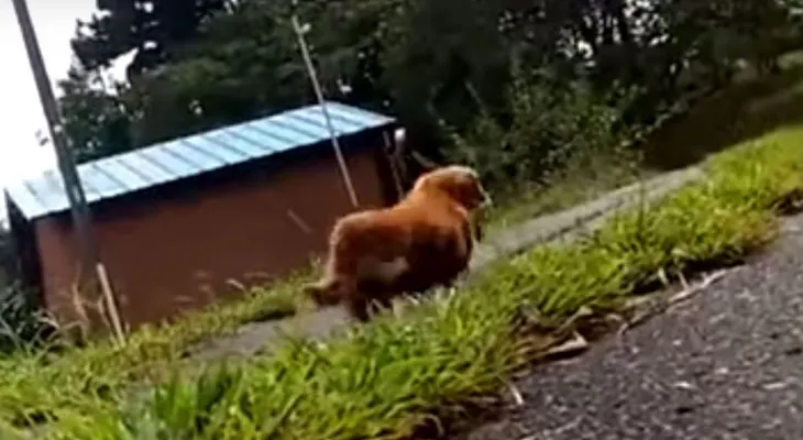VIDEO del perro abandonando a su mejor amigo se hace viral