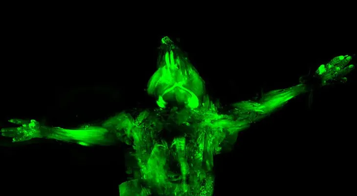 Cientificos crean ratones transparentes e invisibles