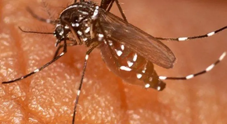 Puerto Rico declara epidemia a la chikungunya