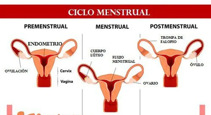 8 causas que explican la menstruación irregular