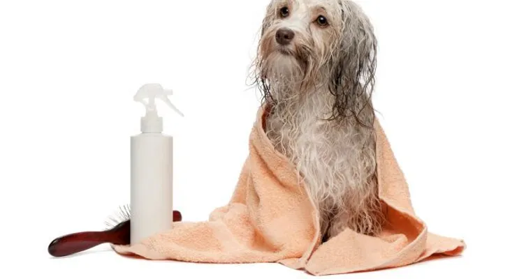 Remedios naturales para eliminar las pulgas y garrapatas de tu perro