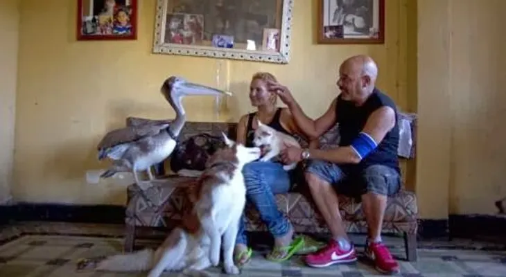 Pancho, el pelícano: una atracción en La Habana