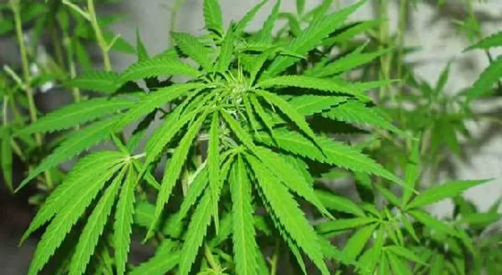 Componente del cannabis previene la expansión del cáncer