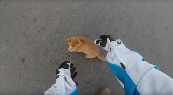 Motociclista rescata a un gatito abandonado en medio del tráfico