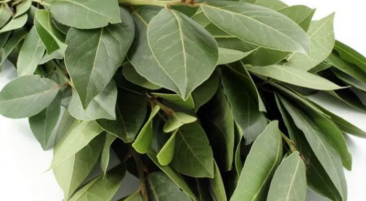Las maravillas de las hojas de laurel y sus efectos en el cuerpo