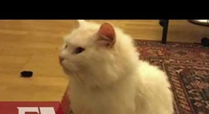 Gato viaja miles de kilómetros para reunirse con su familia de refugiados (VIDEO)
