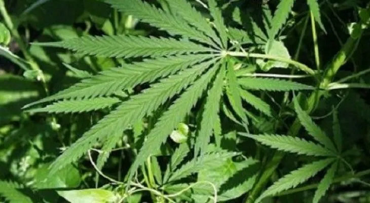 Cannabis medicinal: ¿Esperanza para los enfermos o excusa para el dopaje?