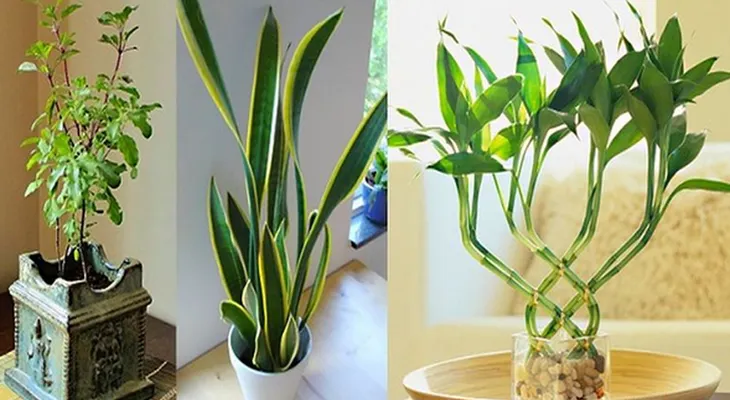 9 plantas que atraen energía positiva a su hogar y lugar de trabajo