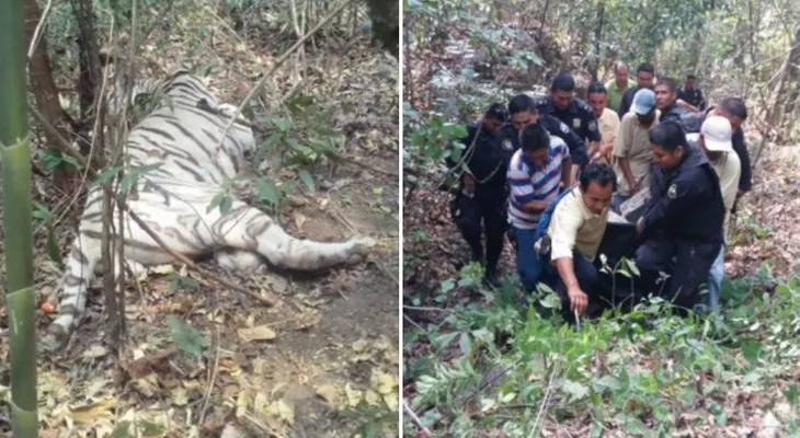Tigre escapa y causa la muerte a un cuidador en El Salvador