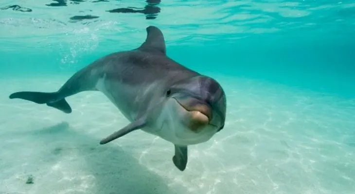 Video: los delfines se drogan con la toxina de los peces globo
