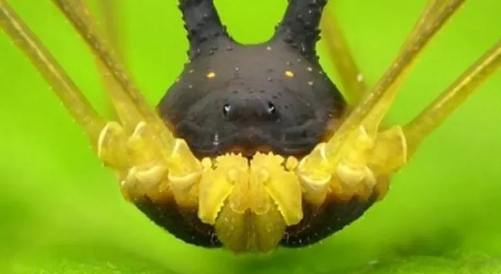 Encuentran extraña araña con cabeza de perro en la selva de Ecuador