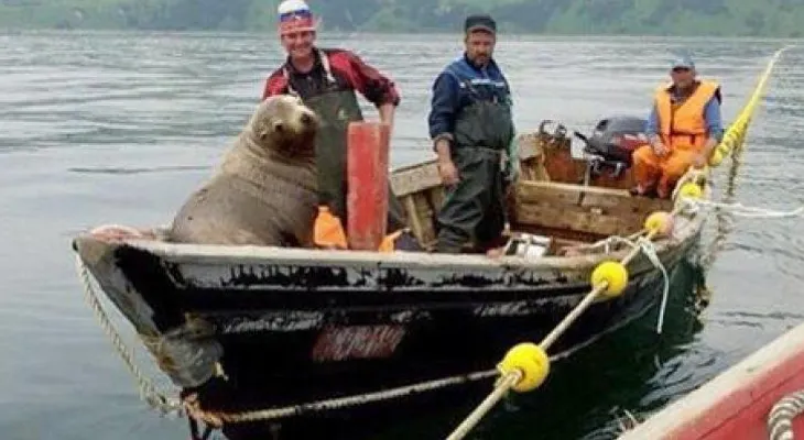 Lobo marino sube a una barca y surca las aguas rusas durante horas (Video)