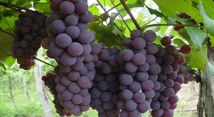 Estudio revela potencial del vino de Neyba en República Dominicana