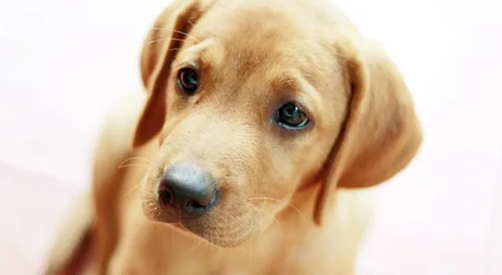 EE.UU.: Supuesto culpable de tortura a un perro podría enfrentar 55 años de prisión  