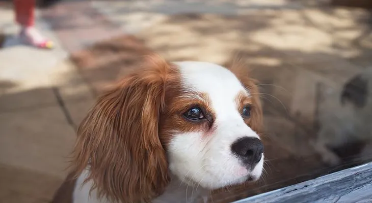 7 cosas saben los perros antes de que ocurran