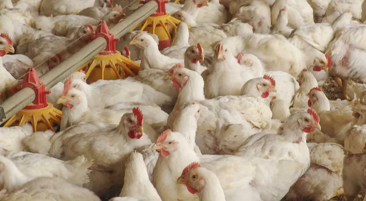 El hecho de que los pollos que comes sean orgánicos, no significa que no fueron maltratados