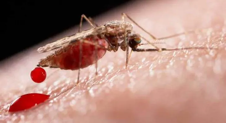 La OMS denuncia falta de recursos para combatir el zika