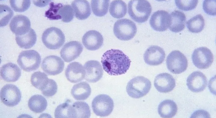 Prueban con éxito un tratamiento más rápido para curar la malaria vivax