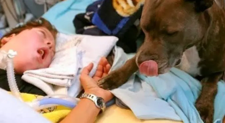 Un perro lleva seis años cuidando un niño en coma