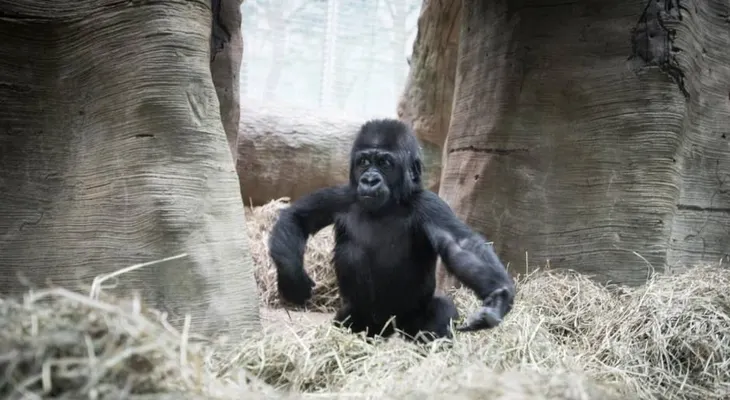 Divertidas monerías: niño juega a las escondidas con un gorila pequeño