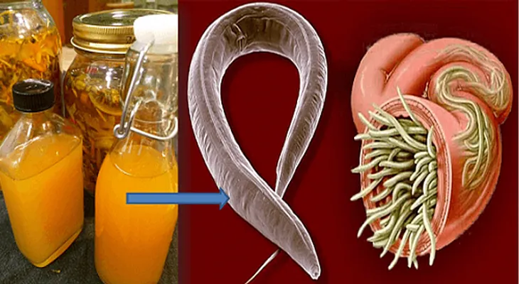 Este poderosísimo antibiótico natural mata los parásitos y cura cualquier infección