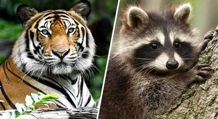 Pánico en el Alto Manhattan por falsa alarma de un "tigre" suelto