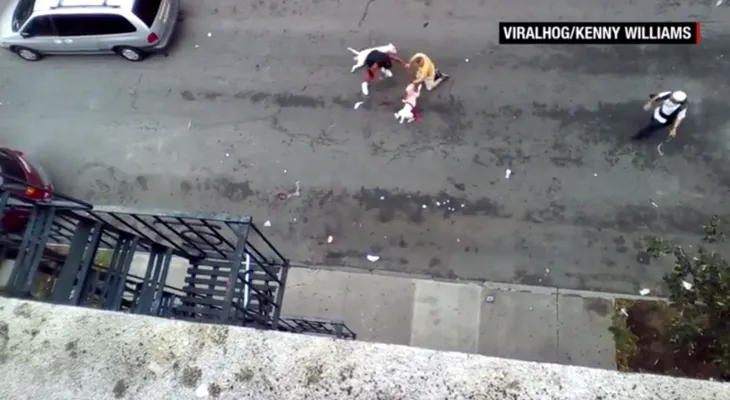 Dos perros pit bull atacan y mutilan a un artista en Nueva York