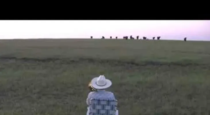 La canción de este hombre atrae una manada de vacas