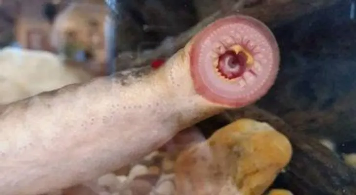 Temor en Alaska por peces vampiro que caen del cielo 